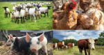 Ganadería sostenible y seguridad alimentaria. Apuntes generales sobre el mejoramiento genético animal y preservación de los recursos zoogenéticos 